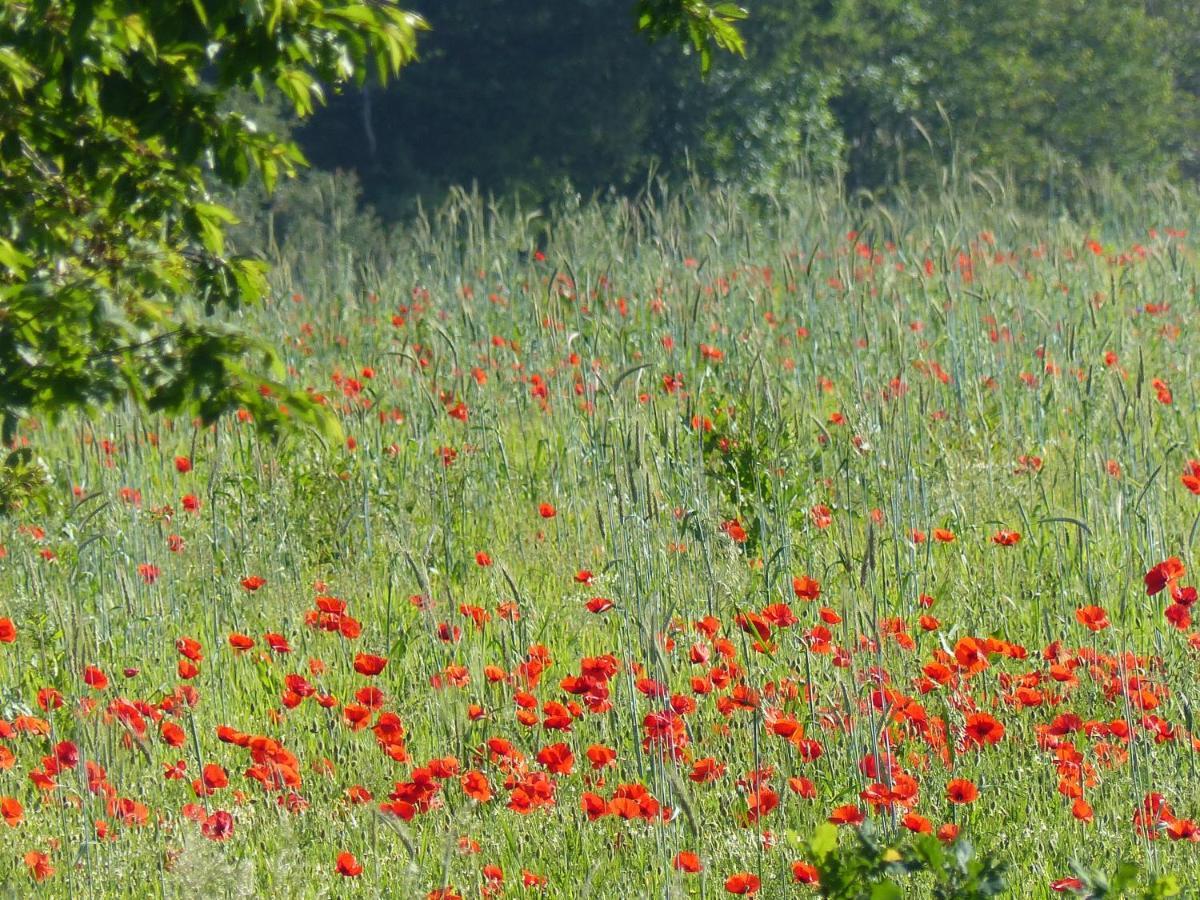 Au Ptit Coquelicot Villa Houyet ภายนอก รูปภาพ